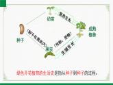 3.5.1种子萌发形成幼苗（课件+教案）北师大版 七上