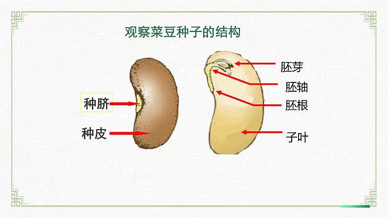 3.5.1种子萌发形成幼苗（课件+教案）北师大版 七上08