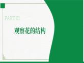 3.5.3生殖器官的生长（课件+教案）北师大版 七上