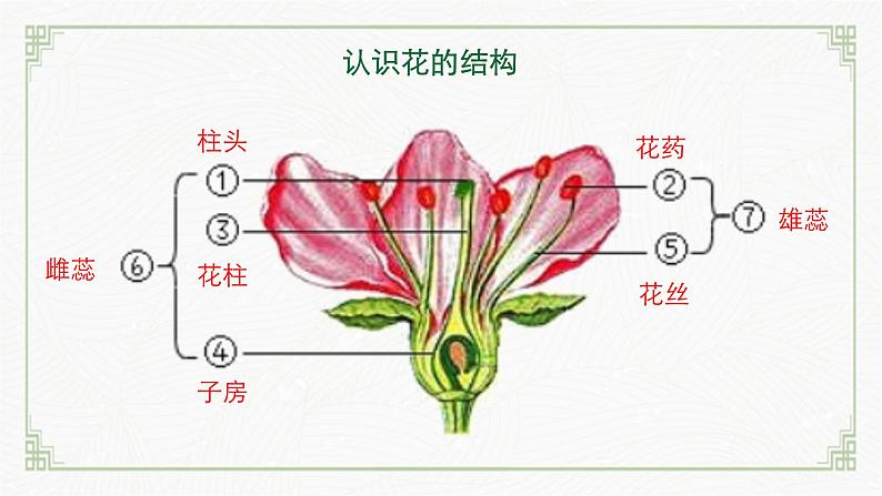 3.5.3生殖器官的生长（课件+教案）北师大版 七上07