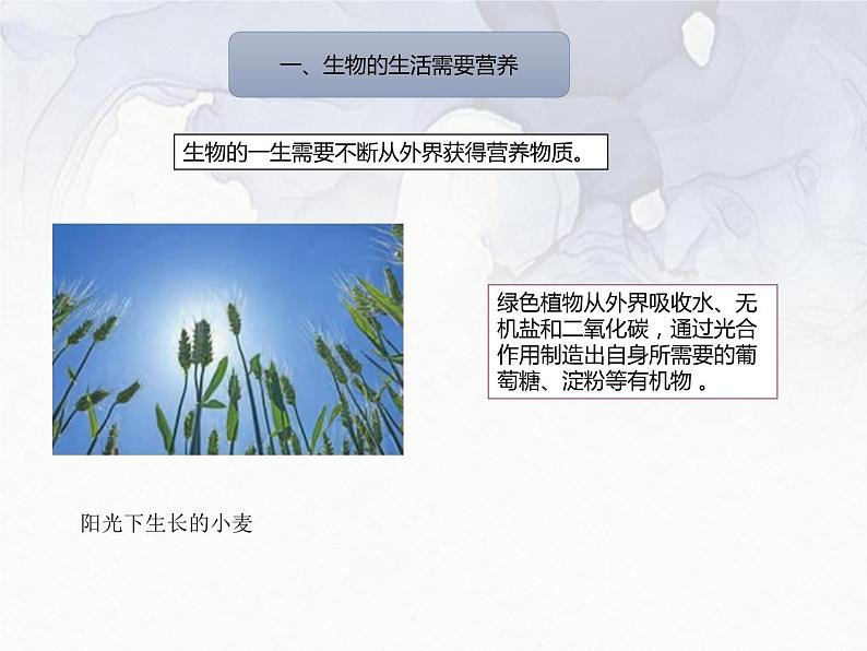 1.1.1  生物的特征  课件-人教版初中生物学七年级上册第8页