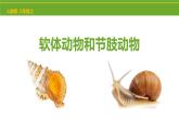 八年级人教版生物学课件2软体动物和节肢动物