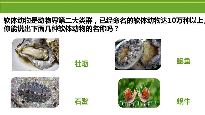 八年级人教版生物学课件2软体动物和节肢动物05