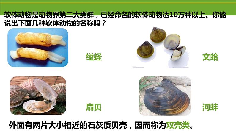 八年级人教版生物学课件2软体动物和节肢动物06