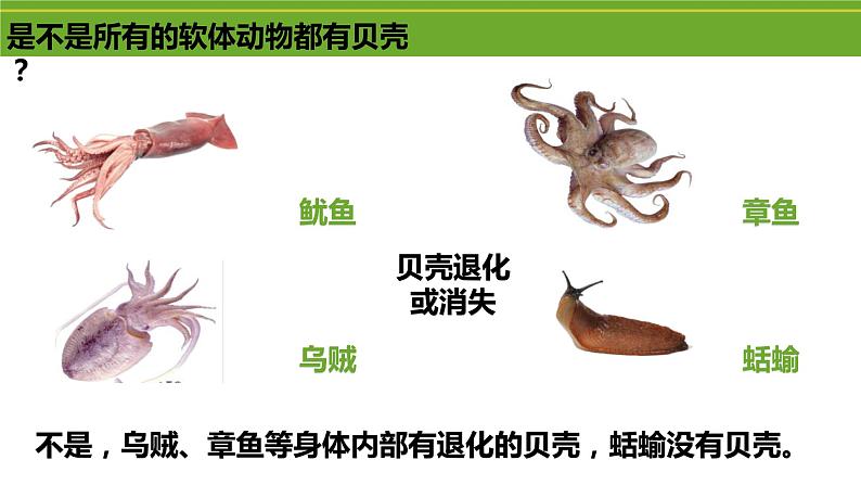 八年级人教版生物学课件2软体动物和节肢动物08