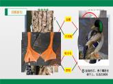 八年级人教版生物学课件2鸟