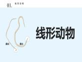 八年級(jí)人教版生物學(xué)課件八年級(jí)人教版生物2線形動(dòng)物和環(huán)節(jié)動(dòng)物