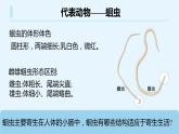 八年級(jí)人教版生物學(xué)課件八年級(jí)人教版生物2線形動(dòng)物和環(huán)節(jié)動(dòng)物