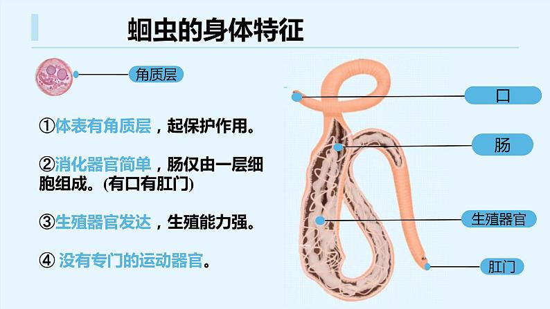 八年级人教版生物学课件八年级人教版生物2线形动物和环节动物05