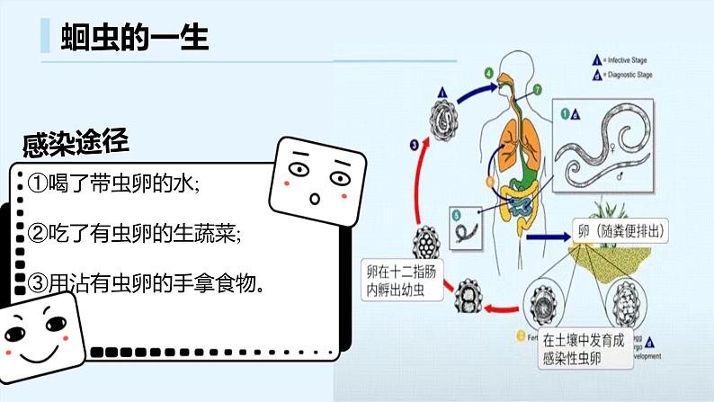 八年级人教版生物学课件八年级人教版生物2线形动物和环节动物06