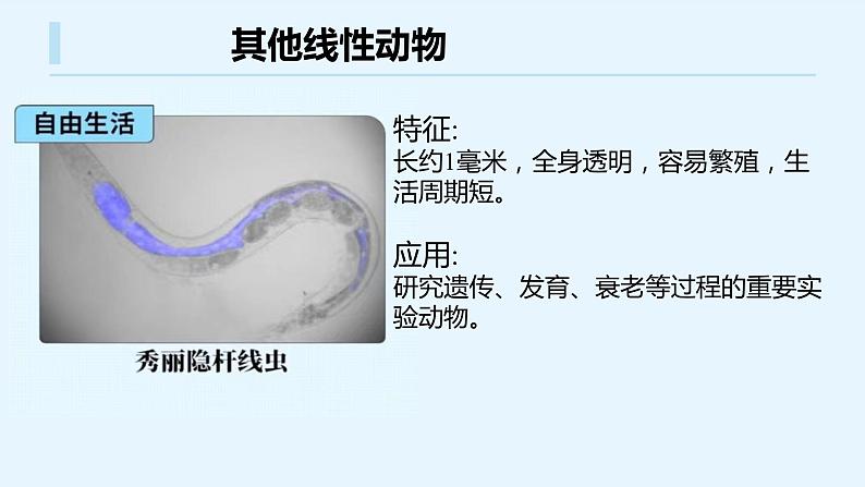 八年级人教版生物学课件八年级人教版生物2线形动物和环节动物08