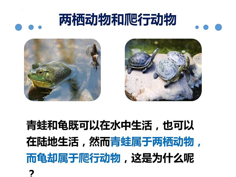 八年级人教版生物学课件八年级人教版生物两栖动物和爬行动物02