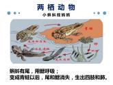 八年级人教版生物学课件八年级人教版生物两栖动物和爬行动物