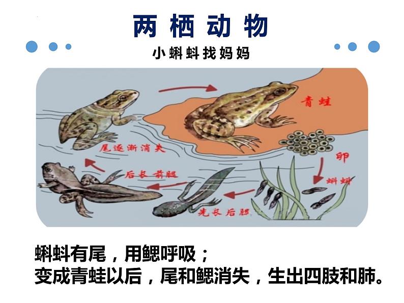 八年级人教版生物学课件八年级人教版生物两栖动物和爬行动物03