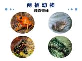 八年级人教版生物学课件八年级人教版生物两栖动物和爬行动物