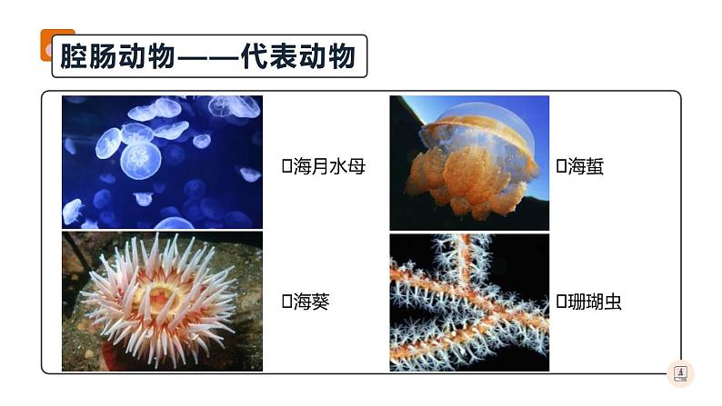 八年级人教版生物学课件腔肠动物和扁形动物第3页