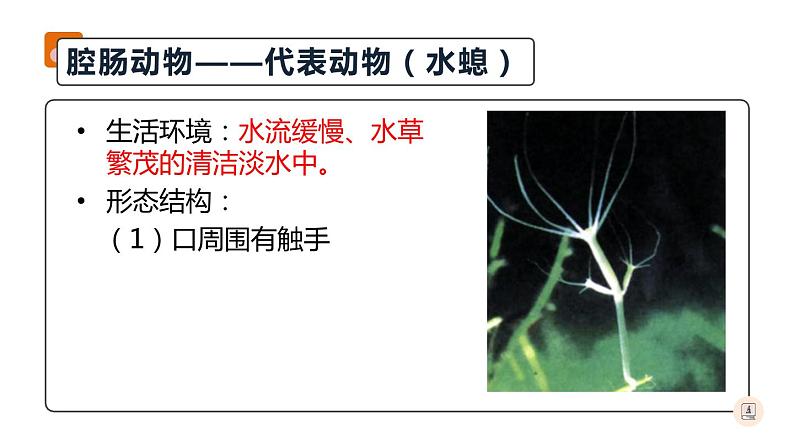 八年级人教版生物学课件腔肠动物和扁形动物第4页