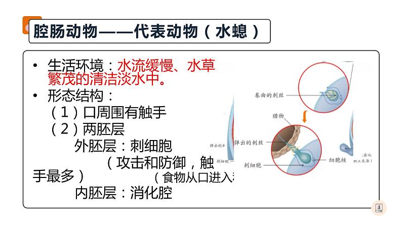 八年级人教版生物学课件腔肠动物和扁形动物第5页