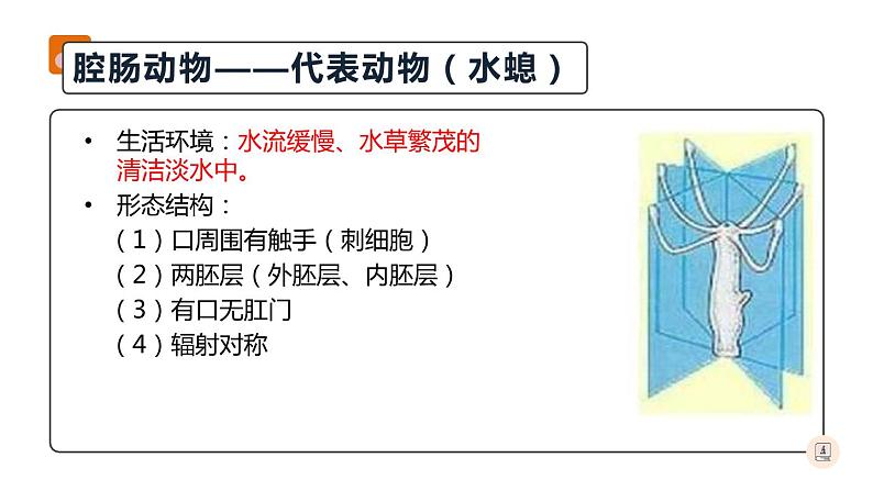 八年级人教版生物学课件腔肠动物和扁形动物第6页