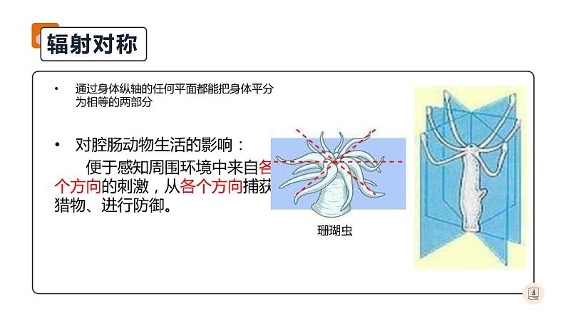 八年级人教版生物学课件腔肠动物和扁形动物第7页