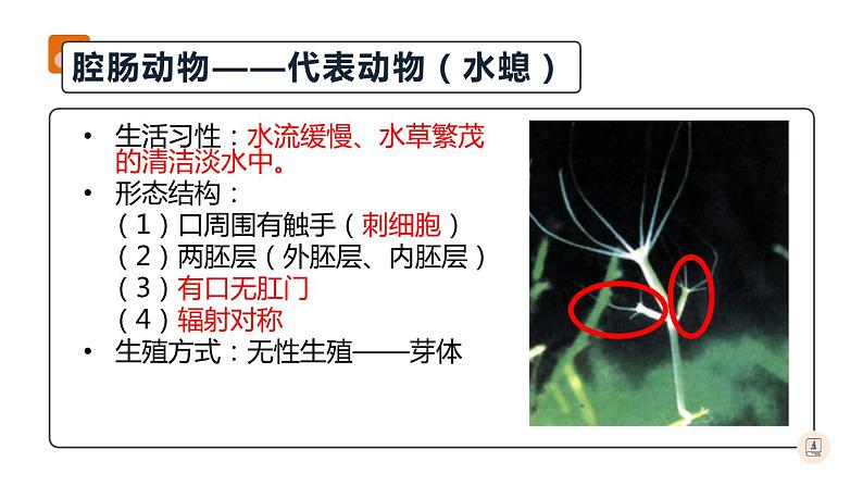 八年级人教版生物学课件腔肠动物和扁形动物第8页