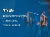 八年级人教版生物学课件鱼