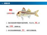 八年级人教版生物学课件鱼