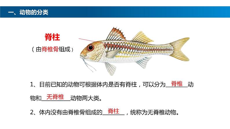 八年级人教版生物学课件鱼03