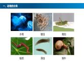 八年级人教版生物学课件鱼