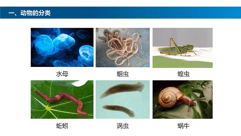 八年级人教版生物学课件鱼04