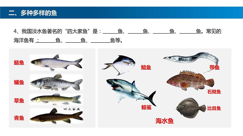 八年级人教版生物学课件鱼06