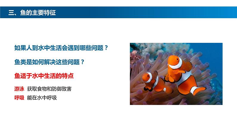 八年级人教版生物学课件鱼07