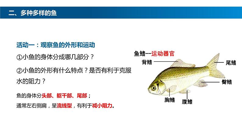 八年级人教版生物学课件鱼08