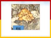 八年级人教版生物学课件2社会行为