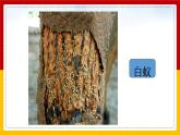 八年级人教版生物学课件2社会行为