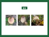 八年级人教版生物学课件真菌
