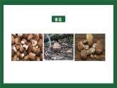 八年级人教版生物学课件真菌