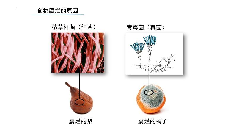 八年级人教版生物学课件细菌和真菌在自然界中的作用04