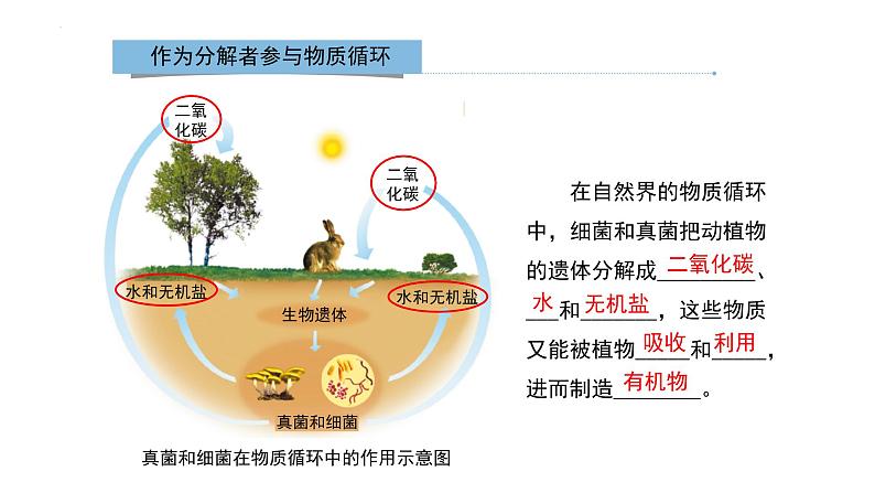 八年级人教版生物学课件细菌和真菌在自然界中的作用05