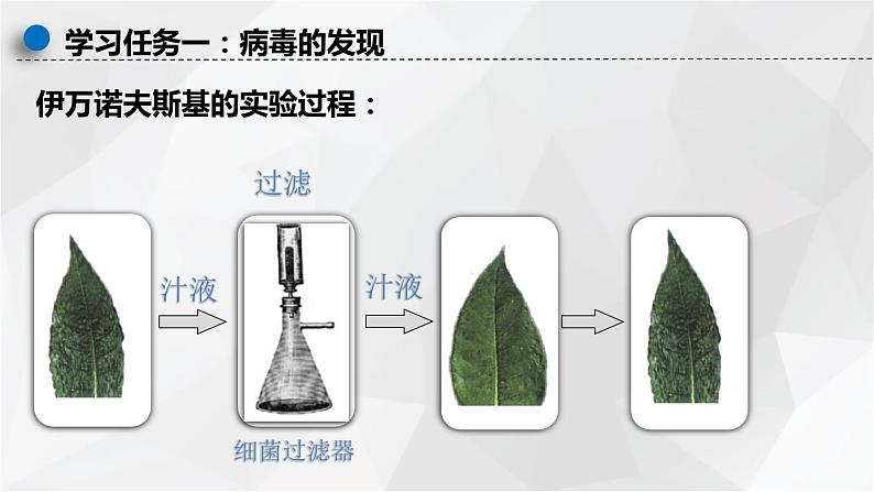 八年级人教版生物学课件病毒06