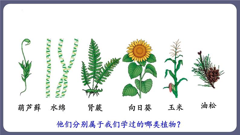 八年级人教版生物学课件2尝试对生物进行分类05