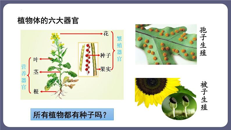 八年级人教版生物学课件2尝试对生物进行分类08