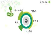 八年级人教版生物学课件4从种到界