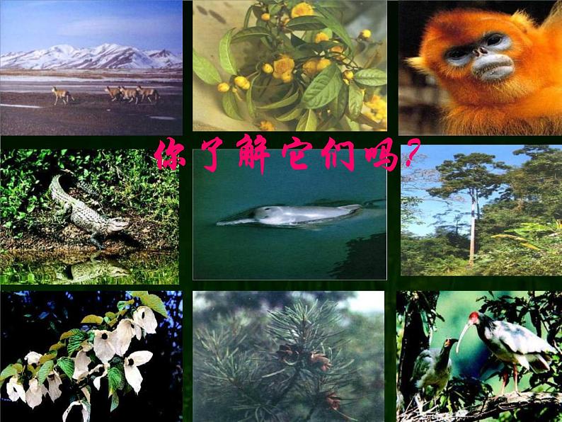 八年级人教版生物学课件6.3保护生物的多样性05