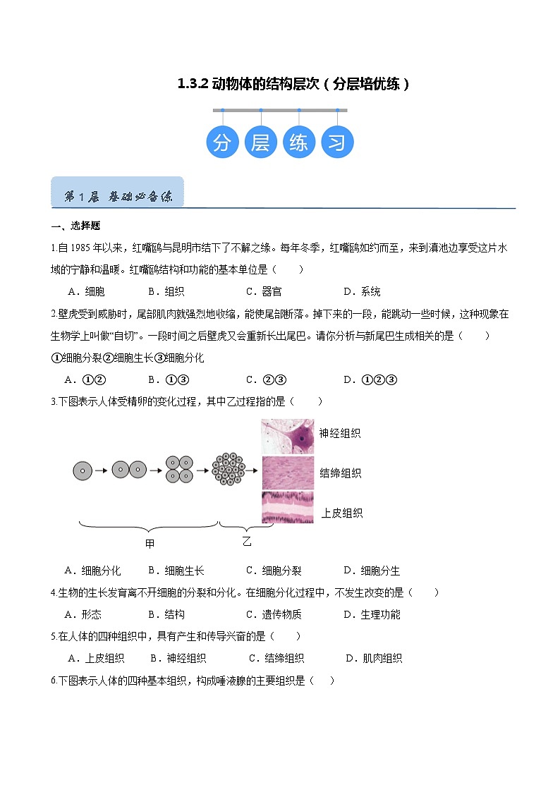 【人教版】七上生物  1.3.2 动物体的结构层次（课件+练习）01