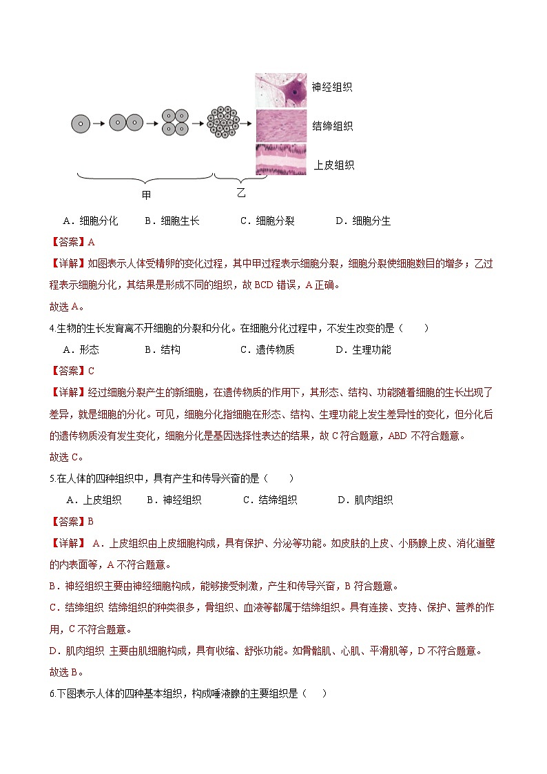 【人教版】七上生物  1.3.2 动物体的结构层次（课件+练习）02
