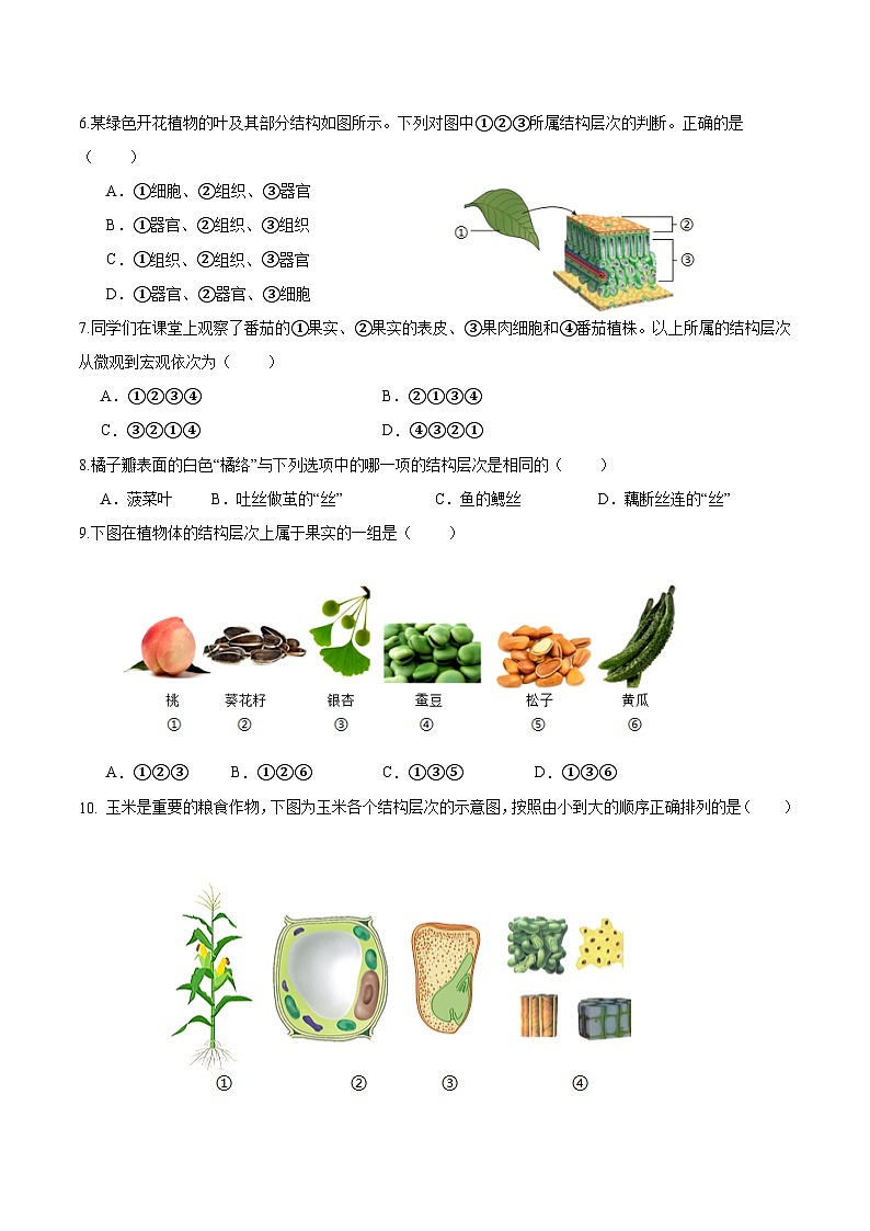 【人教版】七上生物  1.3.3 植物体的结构层次（课件+练习）02