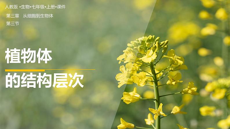 【人教版】七上生物  1.3.3 植物体的结构层次（课件+练习）01