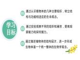 【人教版】七上生物  1.3.3 植物体的结构层次（课件+练习）