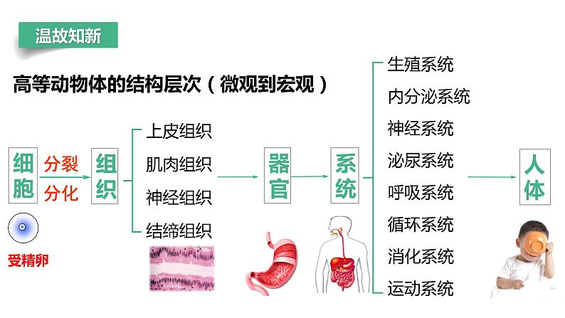 【人教版】七上生物  1.3.3 植物体的结构层次（课件+练习）04